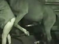 Pony sex with an old gay caught on cam