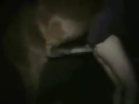 Big horse dick destroys a gay's ass hole