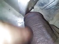 Black cock got fucked hardcore beastiality