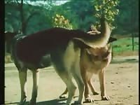 Beastiality taboo dog sex