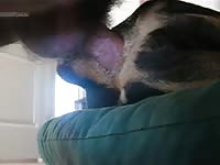 Dog anal sex with big cock gay