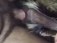 Beast tubes with gay and dog