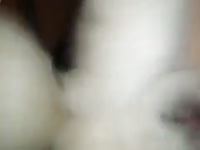 Dog creampie his pet owner