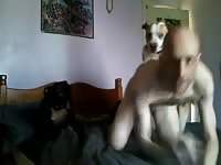 Bald gay on hot dog sex