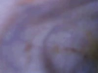 Zoophilia porn film with gay