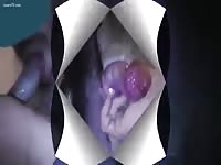 Big dog dick got masturbated by gay