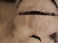 Beastiality lovers have fun with their dog costume