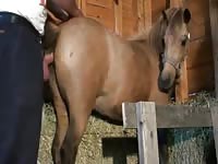 Horse anal sex with a naughty man