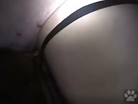 Horse fucking a gay's beast ass