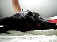 Animal porn tube with a gay