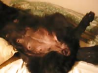 Female dog got fucked in zoo pussy