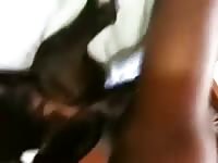 Amateur dog sex on the bed
