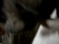 Amateur beastiality blowjob by dog