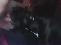 Gay whore on k9 dog sex