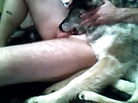 Husky dog xxx giving blowjob