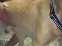 Brown dog anal sex with owner