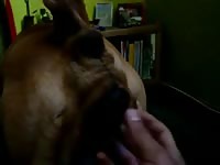 Amateur dog sex with a beastie gal