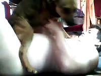 Dog rides a gay beastiality cock