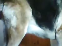 Gay man enjoyed a dog anal sex