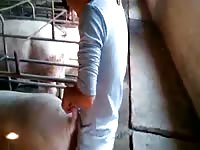 Pig porn with anal fucker gay