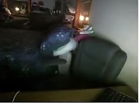 Webcam dog sex with teen boy
