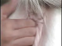 Man fisting a horse xxx before fucking it