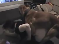 K9 lady got her pussy pounded by dog