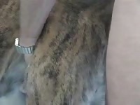 Gray dog getting smashed by gay beastiality lover
