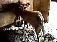 Sheep fucking a gay beastiality lover