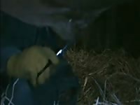 Beastiality gay sucking a huge animal cock