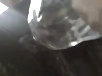 Amateur beastiality with man on zoo sex tv