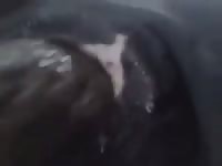 Zoophilia lover on animal sex video