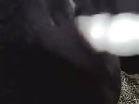 Horse anal sex with a gay