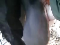 Gay beastiality lover grabbing animal balls