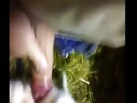 Amateur dog sex with gay man