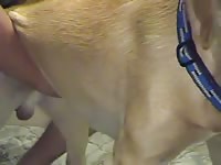 Man jacks off a dog before anal sex