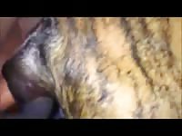 Free dog porn with a pervert man