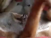 Gay rides a dog's cock beastiality