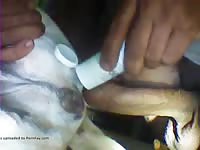 Jacking off a dog's hard cock