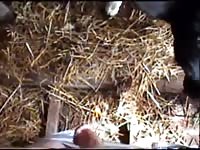 Teen guy's dick sucked by an animal xxx