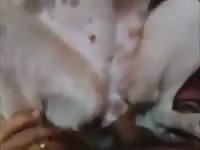 Homemade beastiality man fucking a tight dog's ass