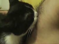 Dirty man enjoys cat beastiality