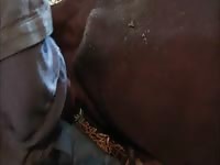 Beastiality taboo fucking a cow