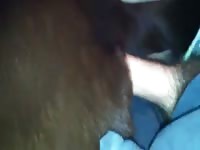 Gay cums on dog pet porn