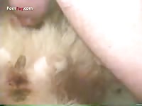 Mexzoo guy destroyed a dog's ass
