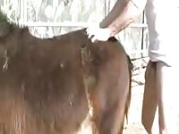 Outdoor pony sex with a gay