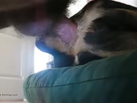 Homemade dog sex with a gay cock