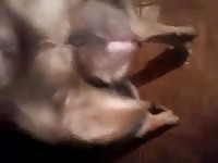 Man force beastiality sex a dog