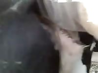 Pervert gay and an animal on a farm sex