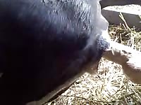 Pervert slut fingering animal's ass